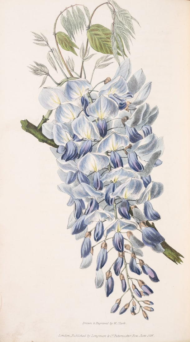 Morris (Richard) Flora Conspicua; A Selection of the most ornamental flowering, hardy, exotic and: Morris (Richard) Flora Conspicua; A Selection of the most ornamental flowering, hardy, exotic and indigenous Trees, Shrubs and Herbaceous Plants, 60 hand-coloured