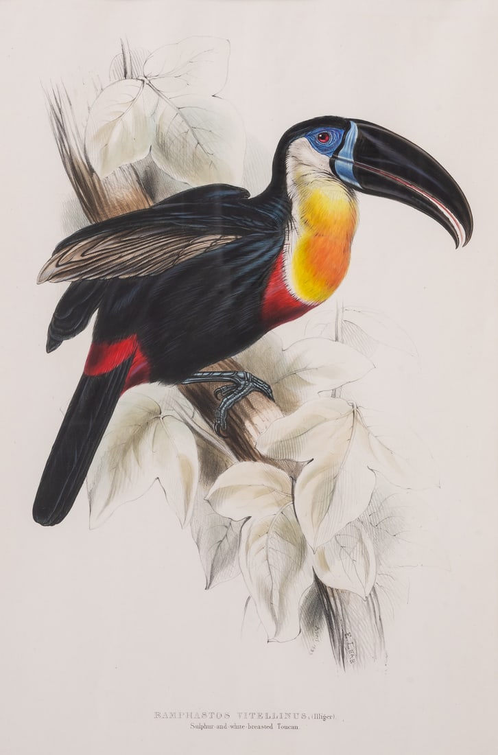 Birds.- Gould (John) and Edward Lear. Sulphur-and-white-breasted Toucan (Ramphastos Vitellinus),: Birds.- Gould (John) and Edward Lear. Sulphur-and-white-breasted Toucan (Ramphastos Vitellinus), from 'A Monograph of the Ramphastidae, or