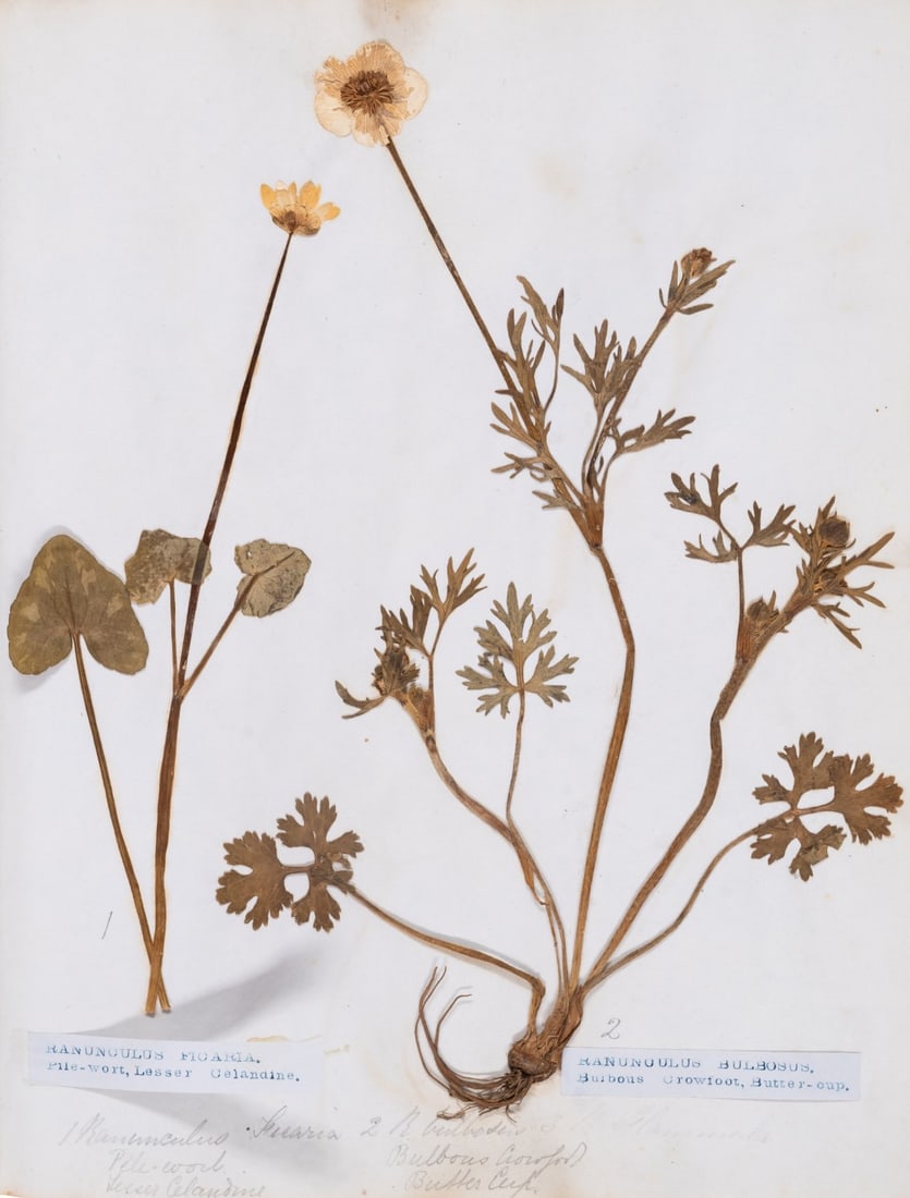 Herbarium.- 2 Albums containing c.110 dried plant or flower specimens, [early 20th century]. (1 of 2)
