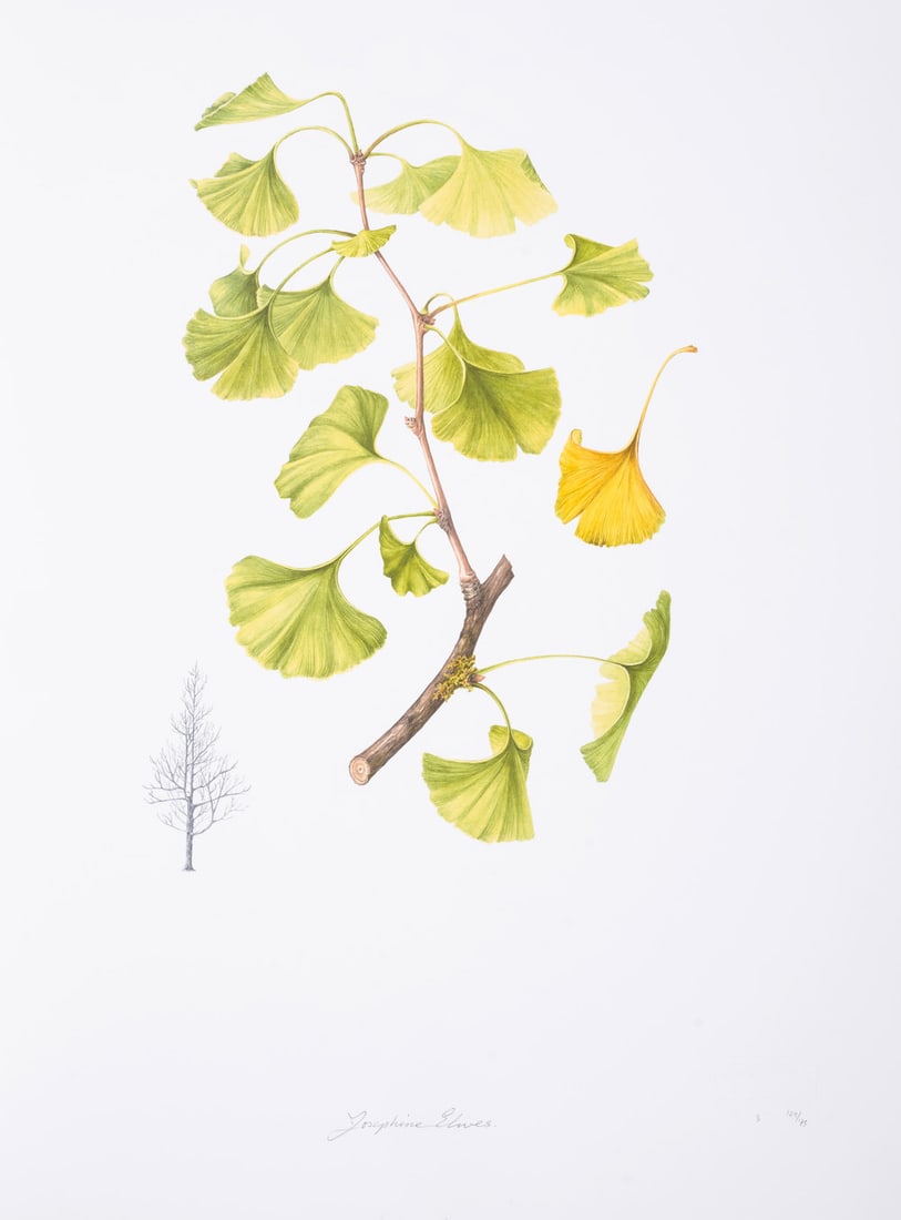 Botany.- Highgrove Florilegium (The), Watercolours depicting Plants grown in the Garden at (1 of 1)