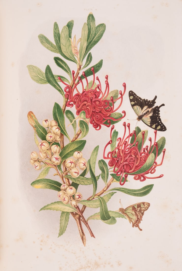 Meredith (Louisa Anne Twamley) Some of My Bush Friends in Tasmania, chromolithographed plates, (1 of 1)