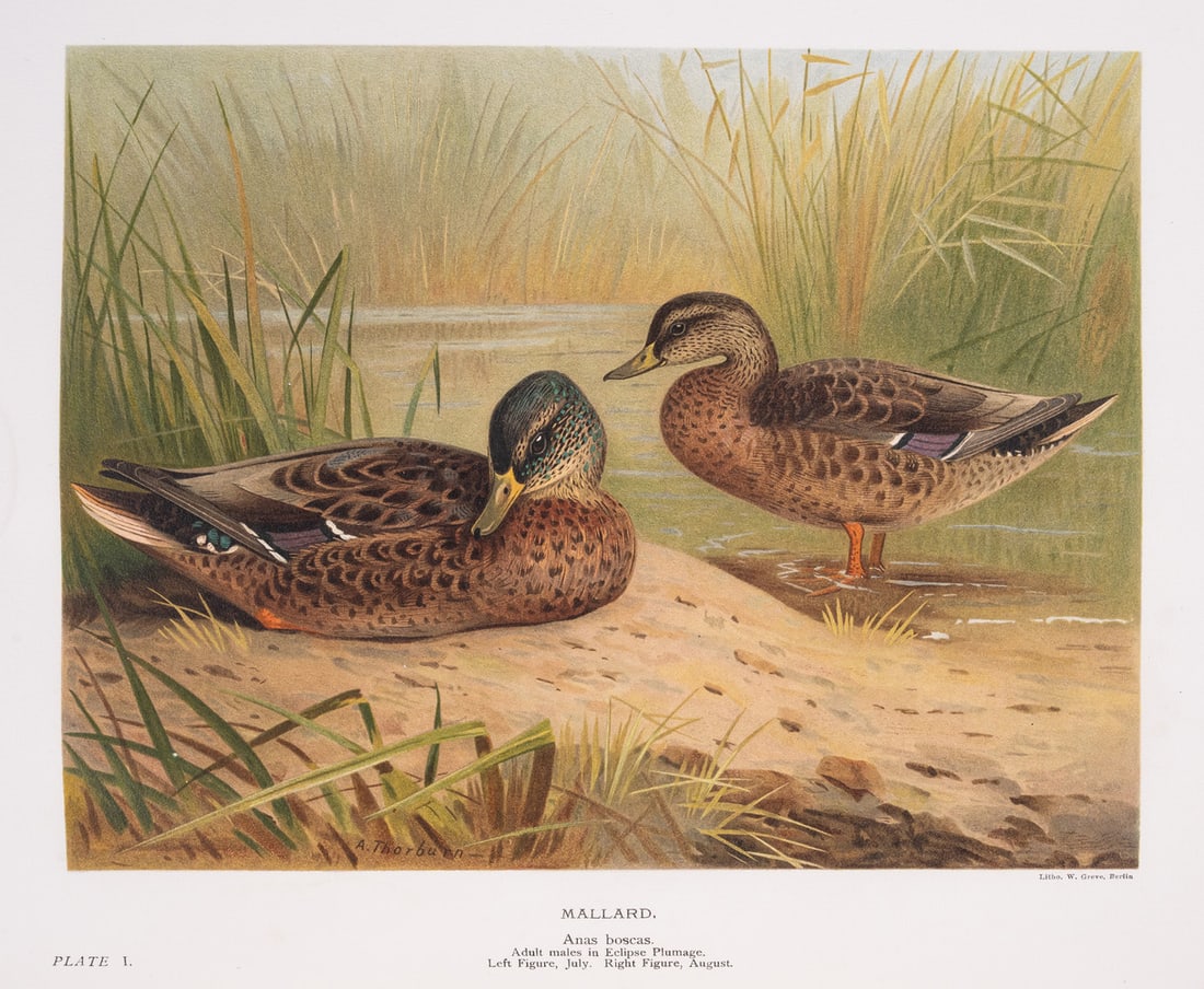 Millais (John Guille) The Natural History of British Surface-Feeding Ducks, first edition, one of (1 of 1)