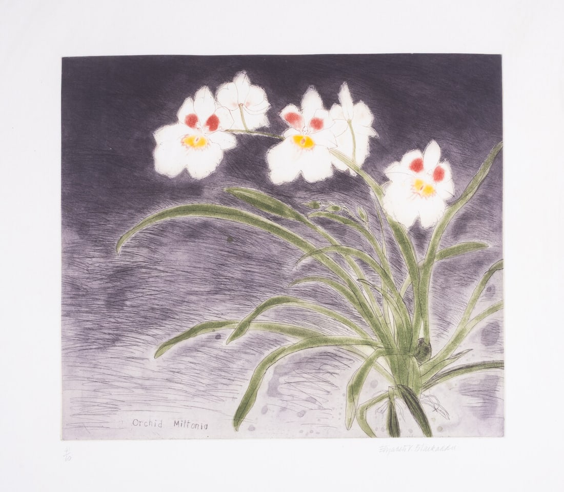 Elizabeth Blackadder (1931-2021) Orchid Miltonia No. 1 (Allan 88) (1 of 1)
