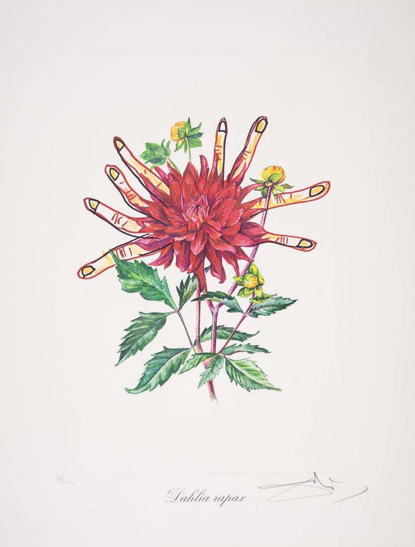 Salvador Dalí (1904-1989) Dahlia rapax, from Surrealistic Flowers (Field 72-7H; M&L 538)