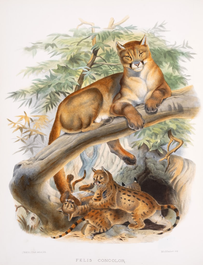 Zoology.- Felines.- Elliot (Daniel Giraud) A Monograph of the Felidæ or Family of the Cats, first (1 of 2)