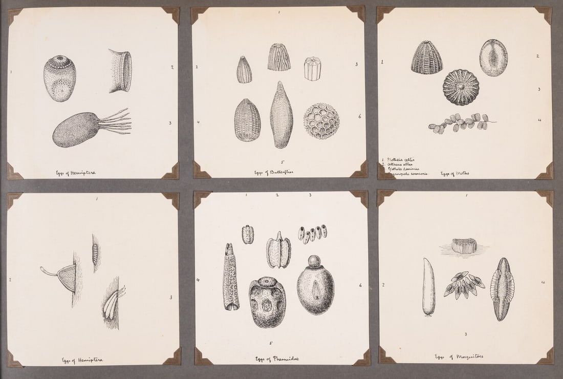 Insects.- Green (E. Ernest) A collection of c.255 fine original drawings published in various (1 of 1)