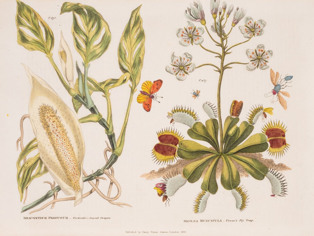 Botany.- Green (Thomas) The Universal Herbal; or, Botanical, Medical, and Agricultural Dictionary, 2 (1 of 1)