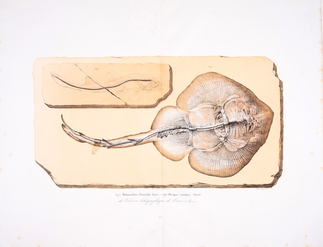 Fossils.- Fish.- Thiollière (Victor) Description des Poissons Fossiles provenant des Gisements (1 of 1)