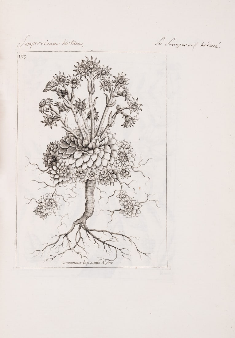Botany.- Zanoni (Giacomo) Rariorum Stirpium Historia, first Latin edition, Bologna, Ex Typographia (1 of 1)