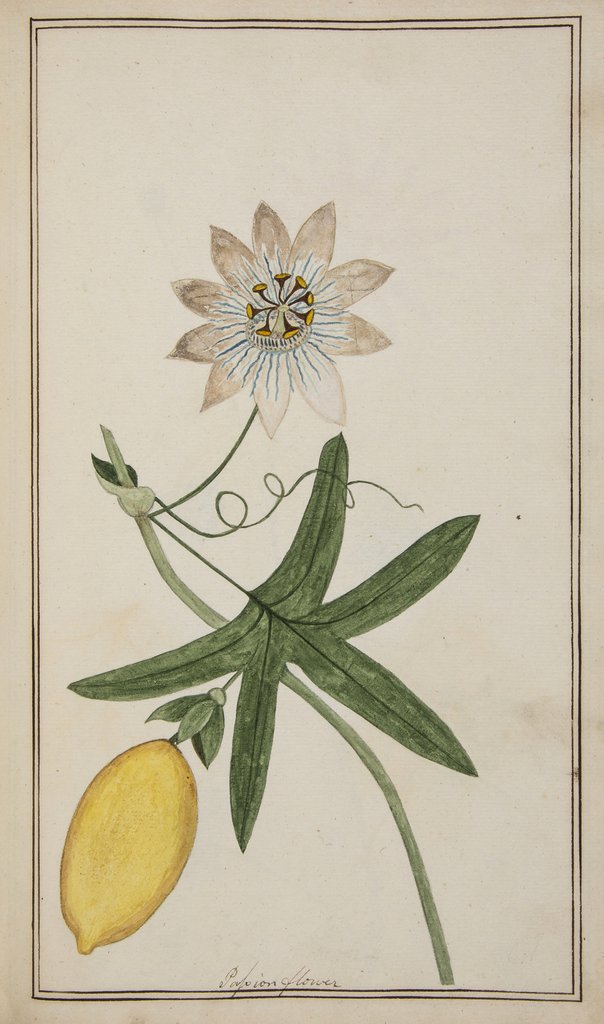 Botanical Watercolours. An album of flowers, plants and: Botanical Watercolours.- An album of flowers, plants and herbs, 132 leaves each with a watercolour drawing within a ruled border, all but a few titled in ink in a contemporary hand, sheets 330 x 200mm