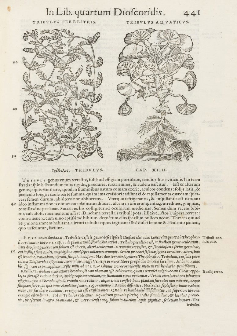 Herbal.- Dioscorides (Pedanius), Comentarii, 1554. (1 of 1)