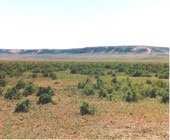 GOV: WY LAND, 40 AC. RANCHETTE, B&A $239/mo - 6