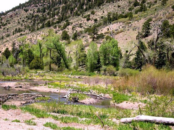 GOV: NM LAND, 10 AC. RANCHETTE, B&A $124/mo - 5