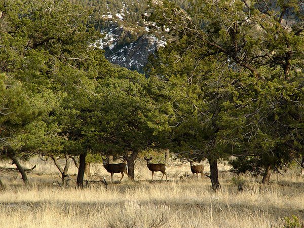 GOV: CO LAND, 5.35 AC. RANCHETTE, B&A $149/mo - 4