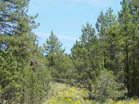 GOV: CA LAND, 1.17 AC. RECREATION, B&A $159/mo - 5