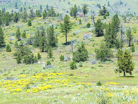 GOV: CA LAND, 1.17 AC. RECREATION, B&A $159/mo - 6