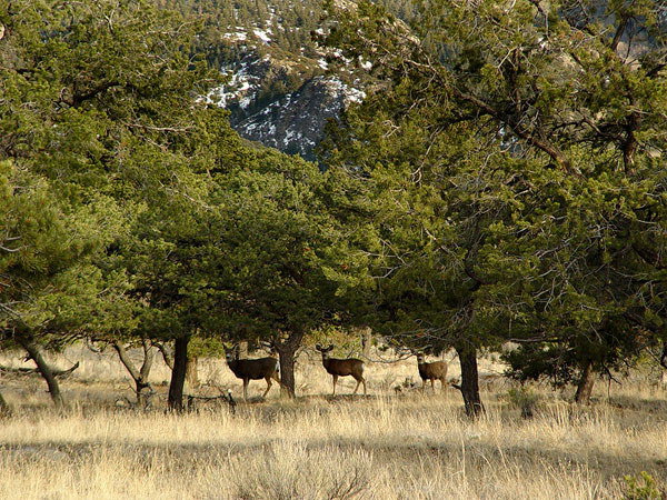 GOV: CO LAND, 5 AC. RANCHETTE, B&A $149/mo - 4