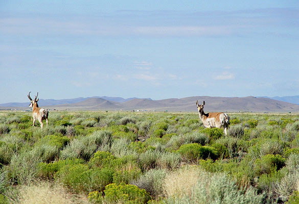 GOV: CO LAND, 5 AC. RANCHETTE, B&A $149/mo - 3