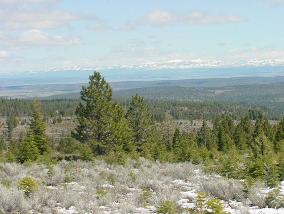 GOV: CA LAND, CAL PINES, STR SALE - 5
