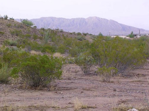 GOV: TX LAND, 640 AC. RANCHETTE, B&A $1497/mo - 4
