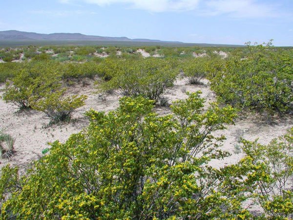 GOV: NM LAND, 10 AC, RANCHETTE, B&A $124/mo - 6