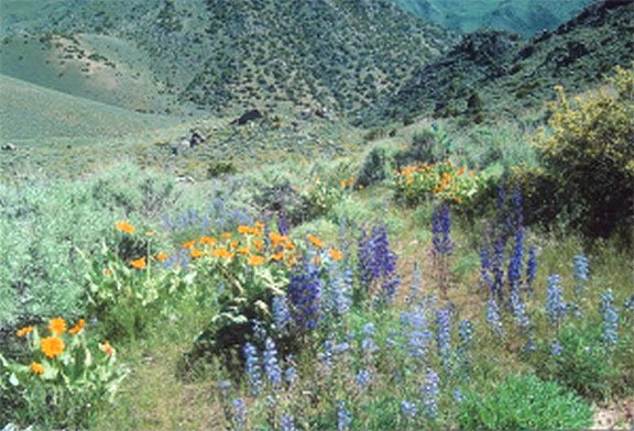 GOV: NV LAND, 40.22 AC.,COUNTRY RANCHETTE, FISH, H - 6