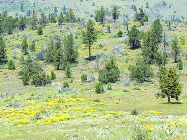 GOV: CA LAND, 1 AC., CALIF. PINES-LAKES-STREAMS-I