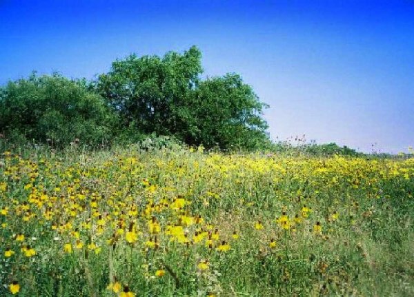 GOV: TX LAND, 105 AC., PECOS COUNTY, INVEST/RETIR