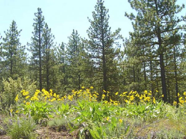 GOV: CA LAND, CALIF. PINES-LAKES-STREAMS-INVEST, B&