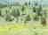 CA LAND, 1 AC. CALIFORNIA PINES, RECREATION-B&A $159/mo