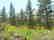 CA LAND, 1 AC. CALIFORNIA PINES, RECREATION-B&A $159/mo - 3