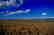 NM LAND, LUNA COUNTY STRAIGHT SALE - NO RESERVE - 3
