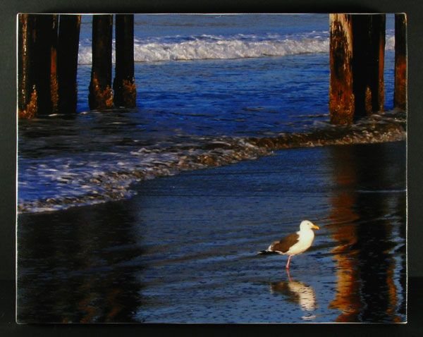 Gull Reflections - Stretched Canvas Giclée Print