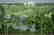 GOV: FL LAND, 1.25 AC. POLK COUNTY STRAIGHT SALE LAND! - 3
