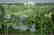 34: GOV: FL LAND, 1.25 AC. POLK COUNTY STRAIGHT SALE LA - 3