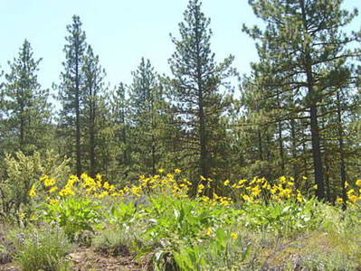 BID AND ASSUME FORECLOSURE! BEAUTIFUL CALIFORNIA LAND! 1 ACRES IN CALIFORNIA PINES!