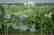 GOV: FL LAND, 1.25 AC HUNTERS PARADISE - STRAIGHT SALE! - 3