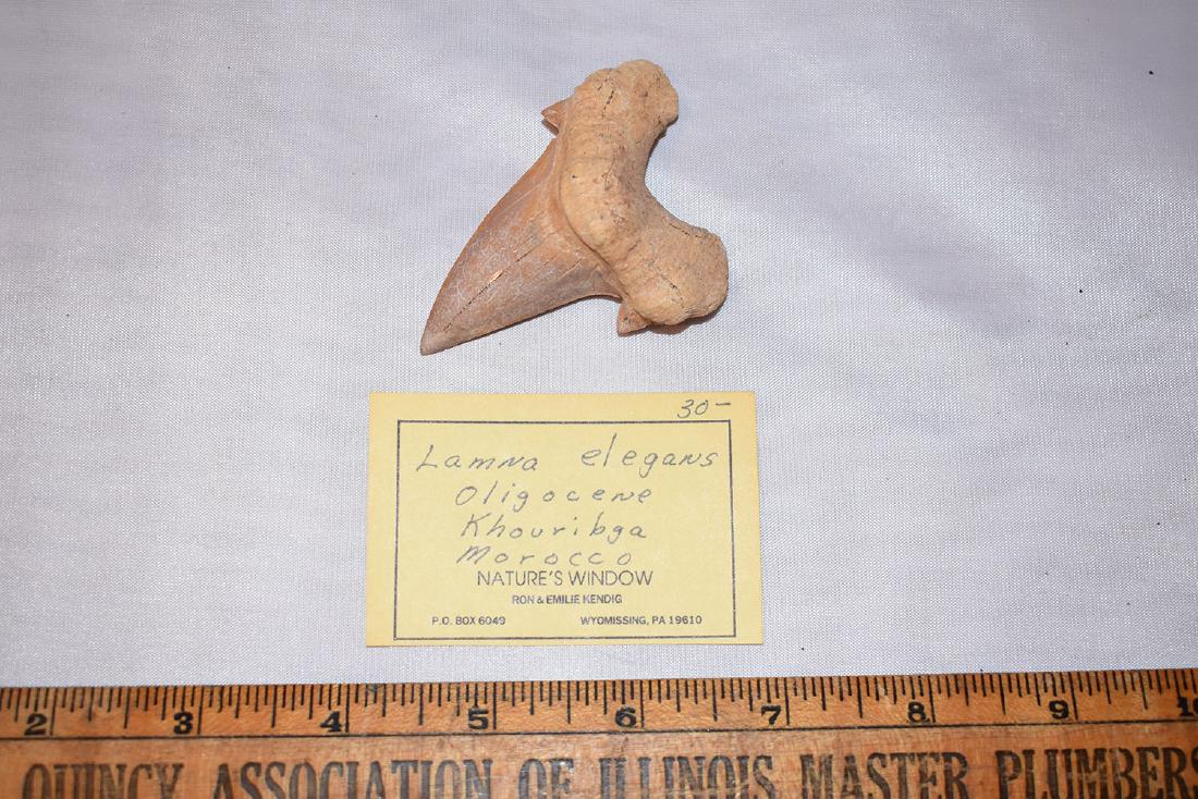 Fossilized Shark Tooth, Morocco, Lamma Elegans: Fossilized Shark Tooth, Morocco, Lamma Elegans