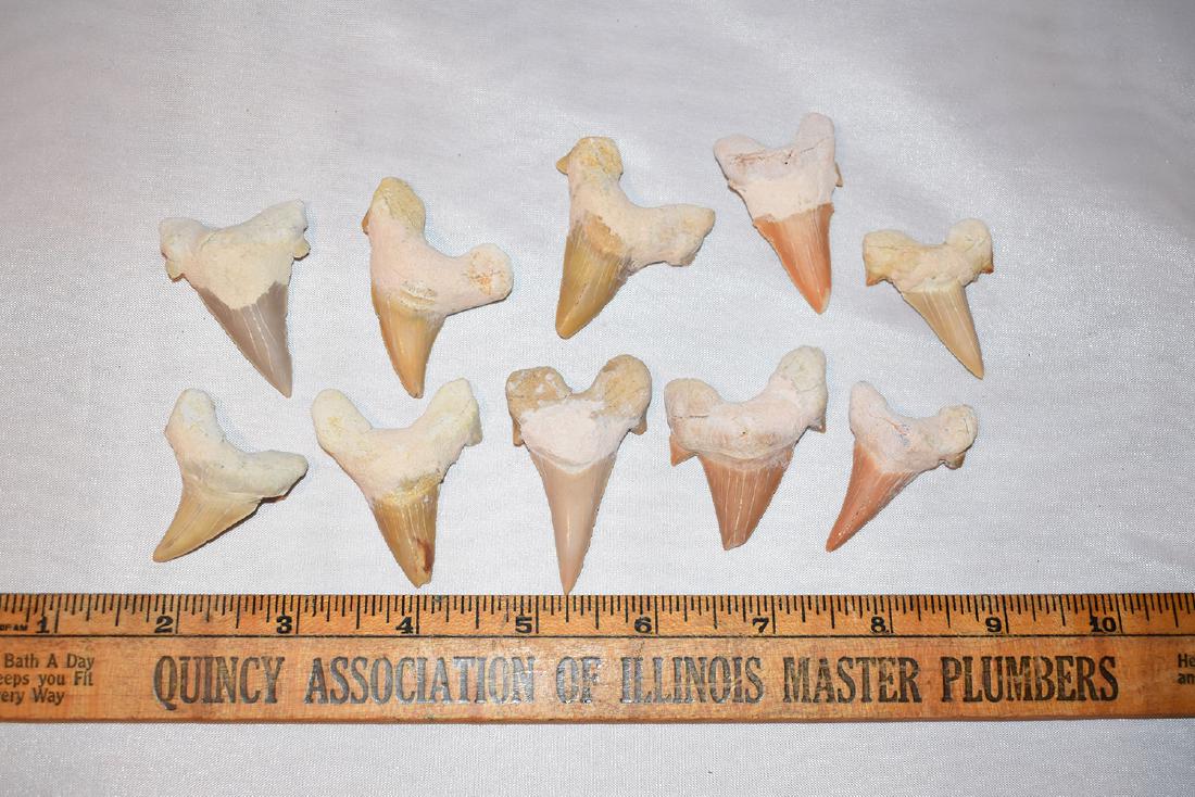 Lot of 10 Fossilized Shark Tooth, Morocco, Lamma: Lot of 10 Fossilized Shark Tooth, Morocco, Lamma Elegans