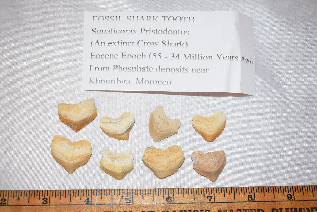 Lot of 8 Fossilized Shark Tooth, Morocco, Crow Shark: Lot of 8 Fossilized Shark Tooth, Morocco, Crow Shark