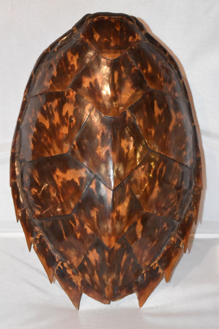 Antique Sea Turtle Shell, Illinois Resident Only (1 of 2)