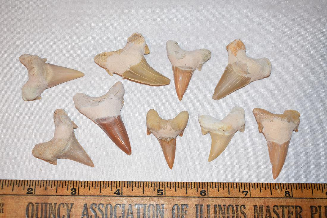 Lot of 9 Fossilized Shark Tooth, Morocco, Lamma Elegans: Lot of 9 Fossilized Shark Tooth, Morocco, Lamma Elegans