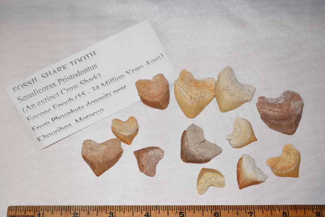 Lot of 11 Fossilized Shark Tooth, Morocco, Crow Shark: Lot of 11 Fossilized Shark Tooth, Morocco, Crow Shark