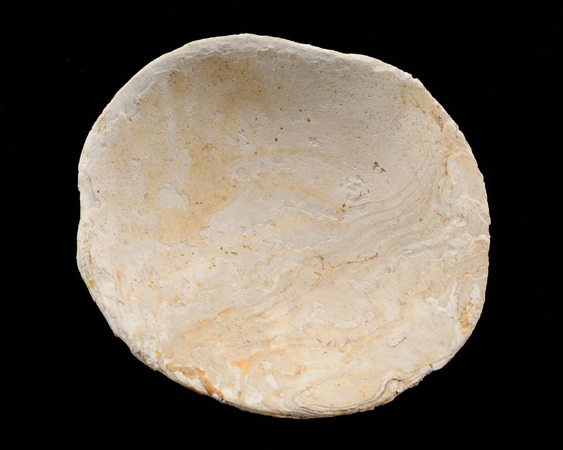 5 inches Shell Gorget, Tomsi, 1917: 5 inches Shell Gorget, Tomsi, 1917