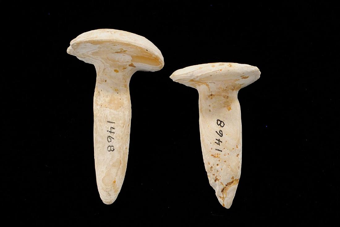 Pair of Shell Ear Gages, Hamilton Co Tennessee, 2.3/8: Pair of Shell Ear Gages, Hamilton Co Tennessee, 2.3/8 inches long
