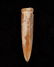2 inches Fossil Grooved Pendant, Gettysburg SD - 2
