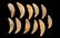 Lot of Bear Tooth Pendants / Necklace, Gettysburg SD, - 2