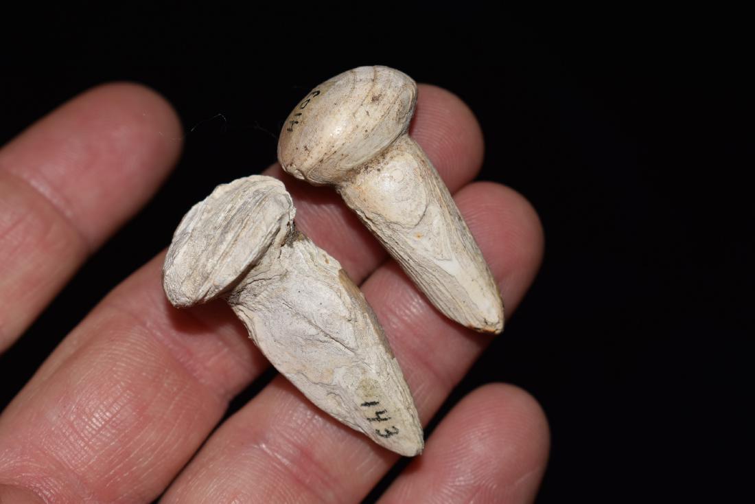 Shell Ear Pins, 1.5/8" & 1.3/8", Cahokia Mounds, (1 of 4)