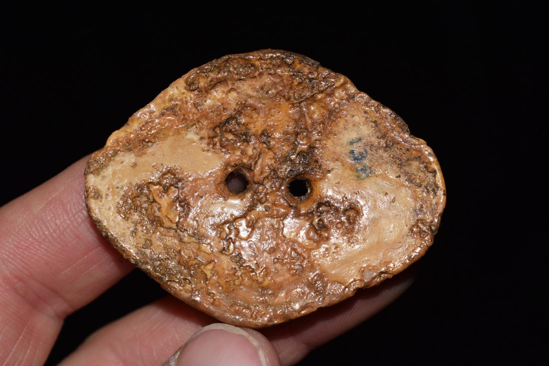 2.1/8" Shell Gorget, Found on the Keywood Site, (1 of 3)