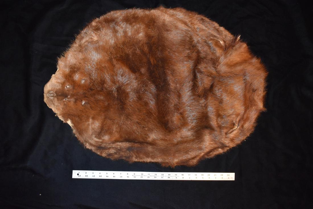 Tanned American Beaver Hide, Iowa (1 of 2)